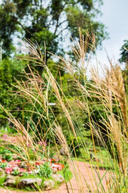 Parkta çim çiçekleri, Tayland.