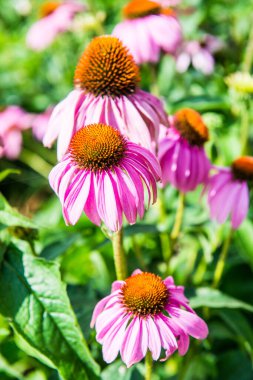 Yaklaş Pembe bir çiçek, Tayland.