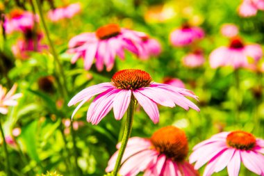 Yaklaş Pembe bir çiçek, Tayland.
