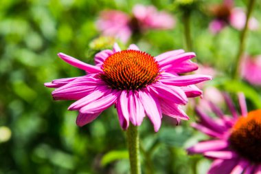 Yaklaş Pembe bir çiçek, Tayland.