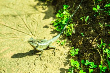 Parkta bir bukalemun, Tayland.
