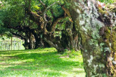 Angkhang, Tayland Kraliyet Tarım İstasyonunda Japon Kayısı Ağaçları.