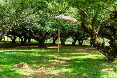 Angkhang, Tayland Kraliyet Tarım İstasyonunda Japon Kayısı Ağaçları.