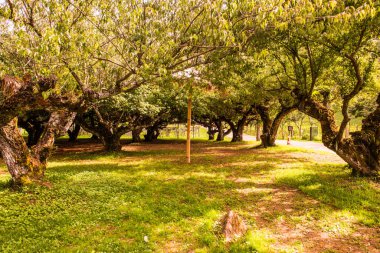 Angkhang, Tayland Kraliyet Tarım İstasyonunda Japon Kayısı Ağaçları.