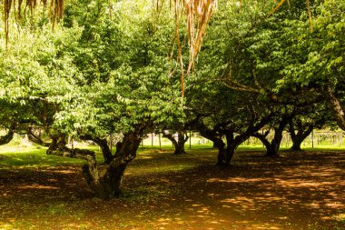 Angkhang, Tayland Kraliyet Tarım İstasyonunda Japon Kayısı Ağaçları.