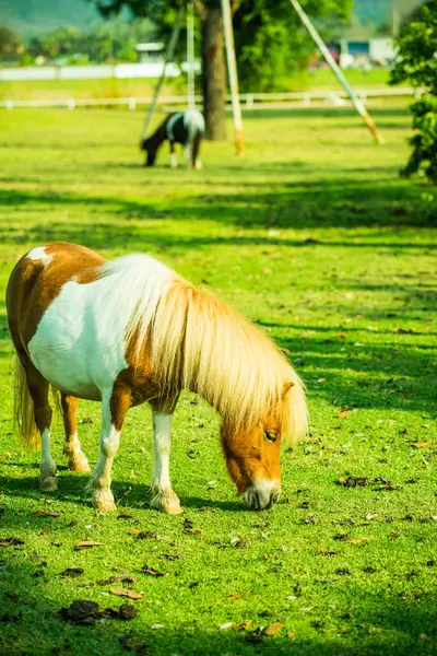 Cavalo Anão Grama Verde Tailândia — Fotografia de Stock