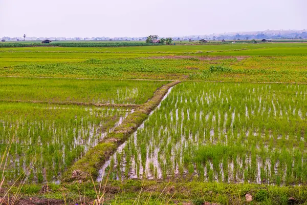 Reisfeld Auf Dem Land Thailand — Stockfoto