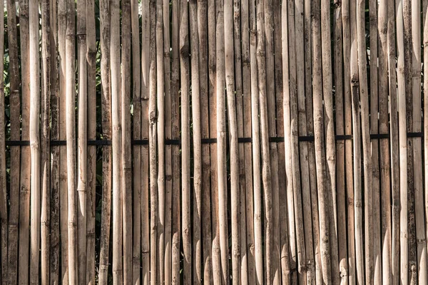 Akşam Vakti Güneş Işığıyla Donatılmış Bambu Arka Plan Tayland — Stok fotoğraf