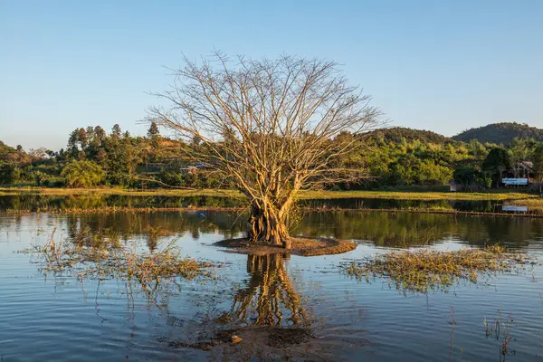 有阳光的湖中的树 — 图库照片