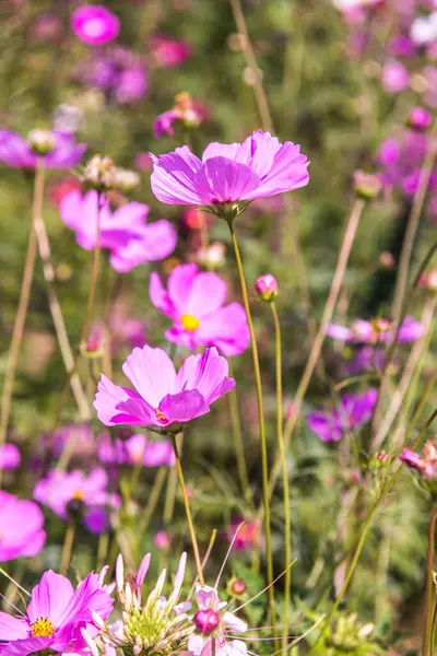 Doğal arka planı olan pembe kozmos, Tayland.