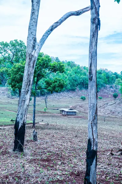 Tayland 'ın Chiangmai eyaletinde doğal manzara.