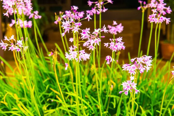 Violet Flowers Park Thailand — Stock Photo, Image