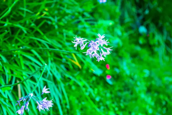 Flores Violetas Parque Tailandia — Foto de Stock