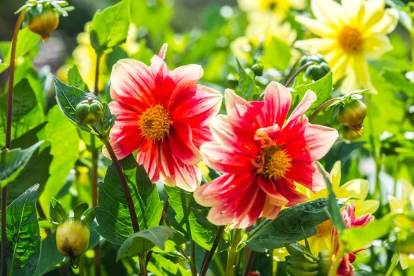 Flores Laranja Parque Tailândia — Fotografia de Stock