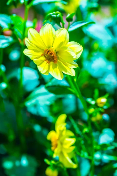 Flores Amarelas Parque Tailândia — Fotografia de Stock