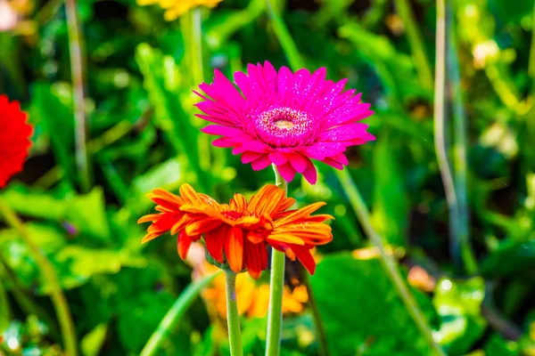Nahaufnahme Einer Gerbera Blume Thailand — Stockfoto
