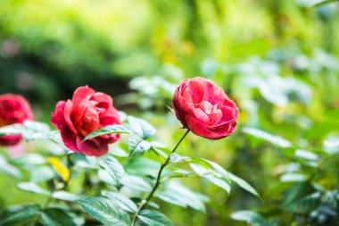 Red rose in the garden, Thailand.