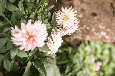 Beyaz Dhalia çiçeği Tayland 'da, parkta.