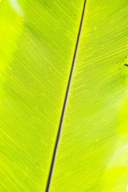 Yeşil yaprak arka planı, Tayland.
