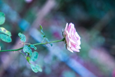 Pink rose in the garden, Thailand.