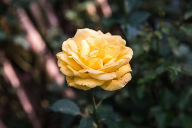 Yellow rose in the garden, Thailand.