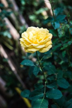 Yellow rose in the garden, Thailand.