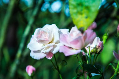 Pink rose in the garden, Thailand.