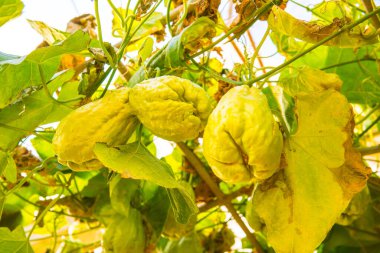 Bahçede Chayote meyvesi, Tayland.