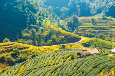 Manzara Görünümü Çay Çiftliği 2000, Tayland.