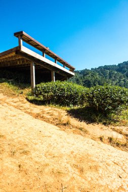Manzara Görünümü Çay Çiftliği 2000, Tayland.