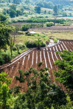 Tayland pirinç tarlasının en üst manzarası..