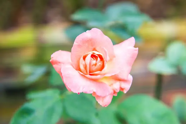 Pink Rose Garden Thailand — Zdjęcie stockowe
