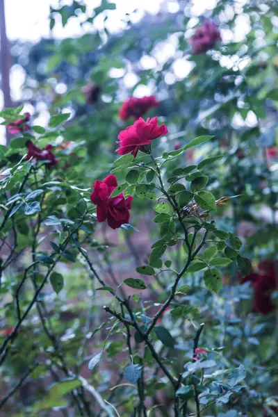 タイの庭で赤いバラ — ストック写真