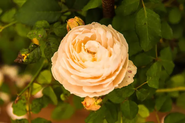Rosa Naranja Jardín Tailandia —  Fotos de Stock