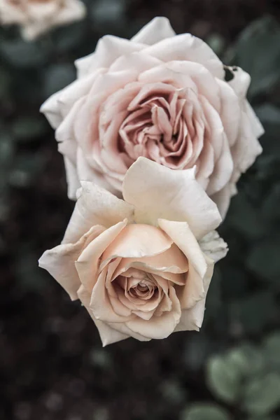 Rosa Naranja Jardín Tailandia — Foto de Stock