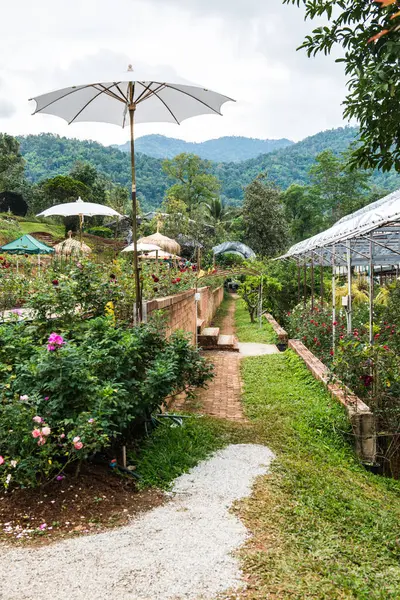 Dağdaki gül bahçesi, Tayland.