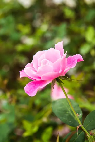 Pink Rose Garden Thailand — 스톡 사진