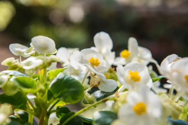 Pequeña Flor Blanca Jardín Tailandia — Foto de Stock