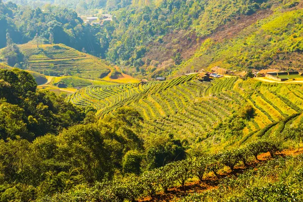 Manzara Görünümü Çay Çiftliği 2000, Tayland.