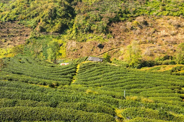 Vista Del Paisaje Tea Plantation 2000 Tailandia — Foto de Stock