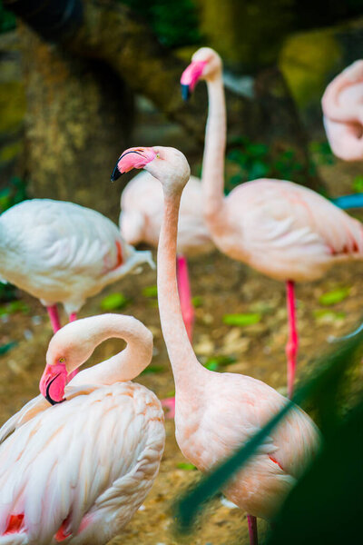 Greater Flamingo bird, Thailand.