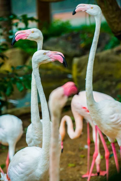 Greater Flamingo Bird Tailândia — Fotografia de Stock