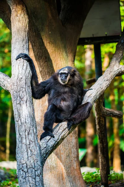 Tayland, Tayland 'da Çevik Gibbon veya Kara El Gibbon.