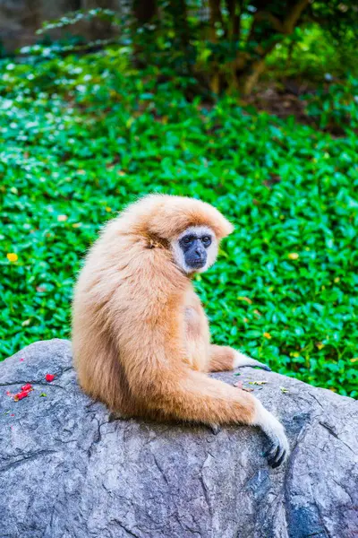 Gibbon Mano Blanca Tailandés Tailandia — Foto de Stock