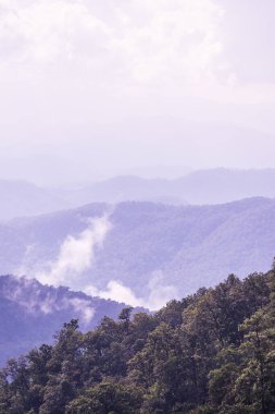 Tayland 'da sisli tropik yağmur ormanı.