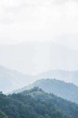 Tayland 'da sisli tropik yağmur ormanı.
