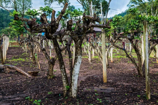 Tayland 'da bir meyve bahçesi..