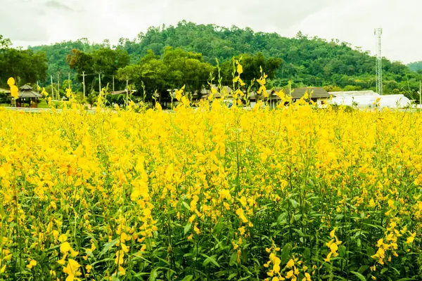 Tayland 'da Sunn Hemp Field.