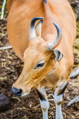 Banteng, Tayland Portresi.