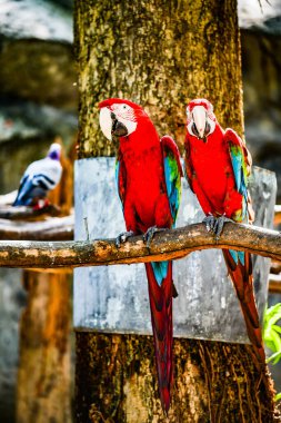Tayland 'da Macaw kuşu.